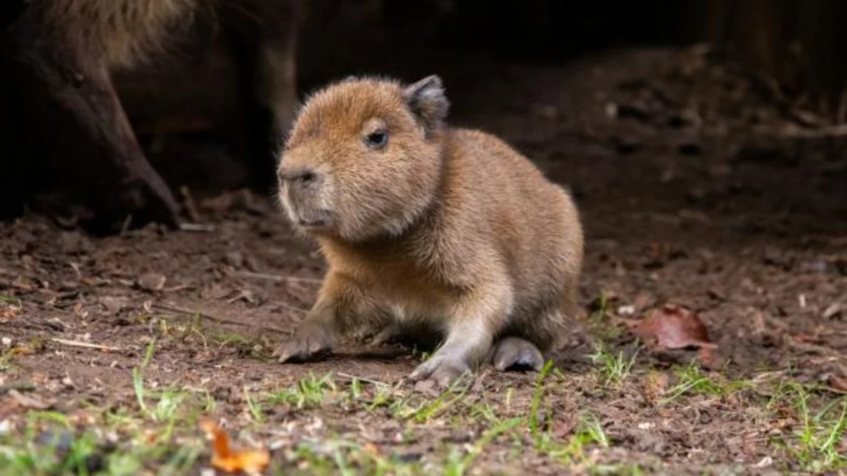 A Historic Arrival: Edinburgh Zoo Welcomes First Capybara Pup in Nearly Two Decades