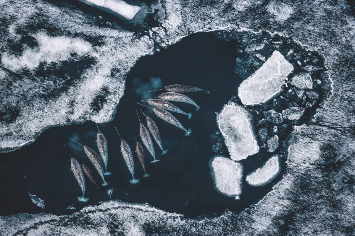 A Legacy of Light and Ice: Paul Nicklen’s ‘Reverence’ Captures the Pulse of a Changing Planet