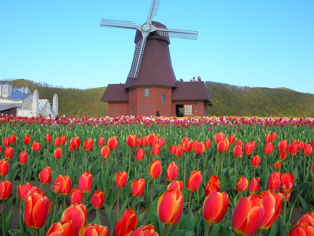 A Tapestry of Petals: The Enduring Legacy of the Kamiyubetsu Tulip Park