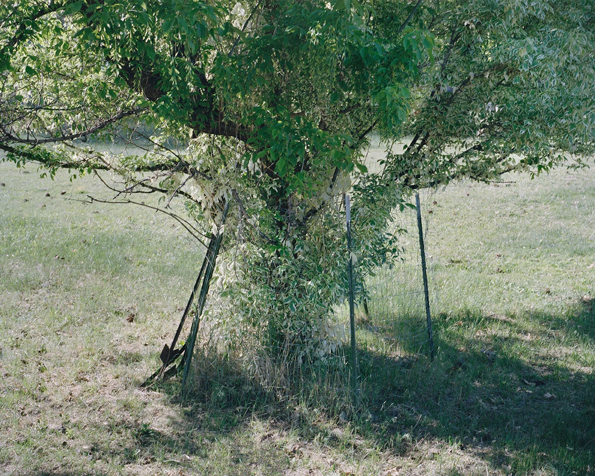 Between the Pines: Blake Masi and the Architecture of Human Connection