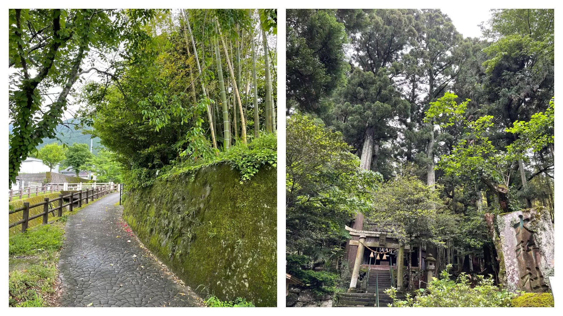 Beyond the Main Street: A Botanical Journey Through Yufuin’s Hidden Backroads