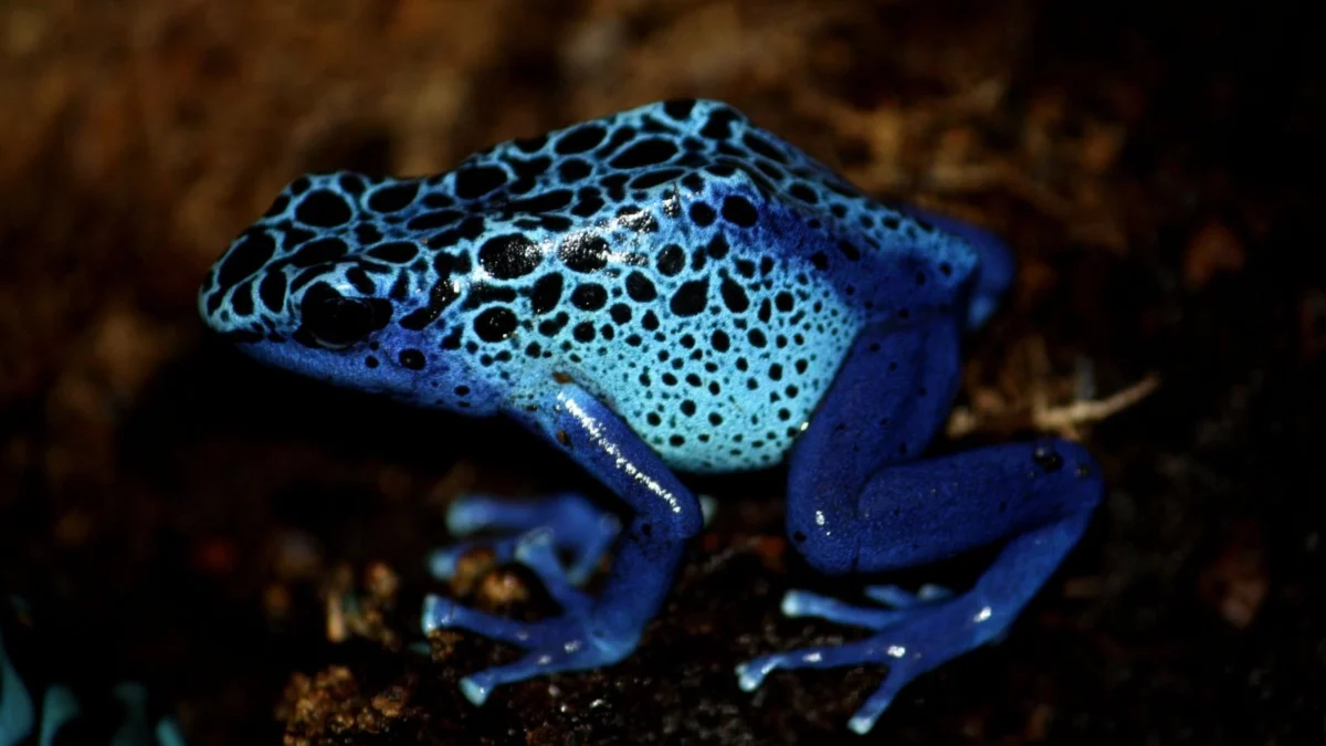 Exotic Wildlife Smuggling: The Bizarre Discovery of Poison Dart Frogs at Schiphol Airport