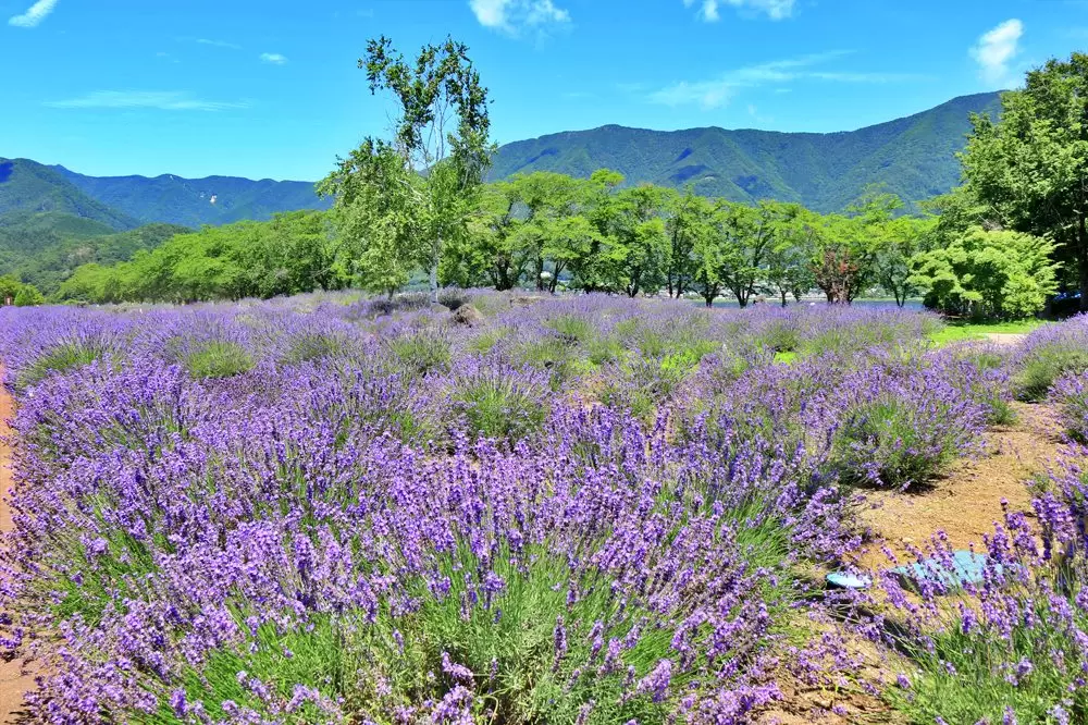 Exploring Lake Kawaguchiko: A Premier Early Summer Getaway Beyond the Herb Festival
