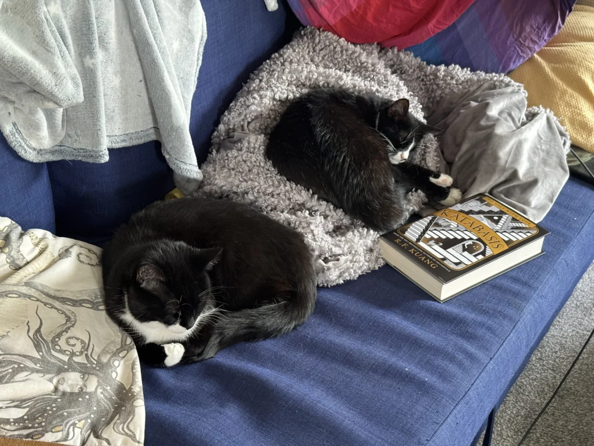 Feline Literature Critics: When Pets Choose Our Reading Lists