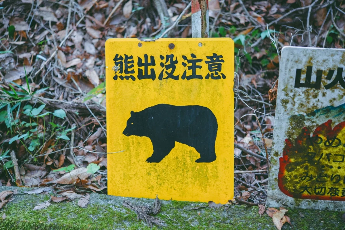 Japan Launches Massive Surveillance Operation to Track Bear Populations Amid Rising Human-Wildlife Conflict