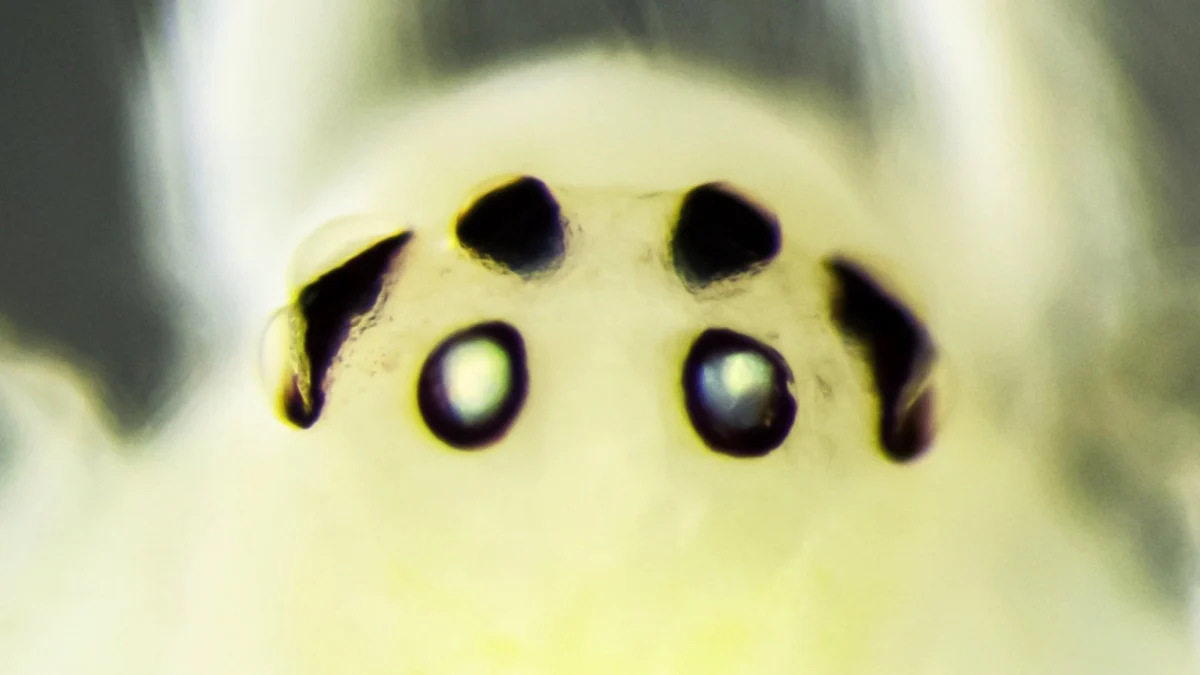 Nature’s Hidden Smile: The Remarkable Discovery of the Himalayan Happy-Face Spider
