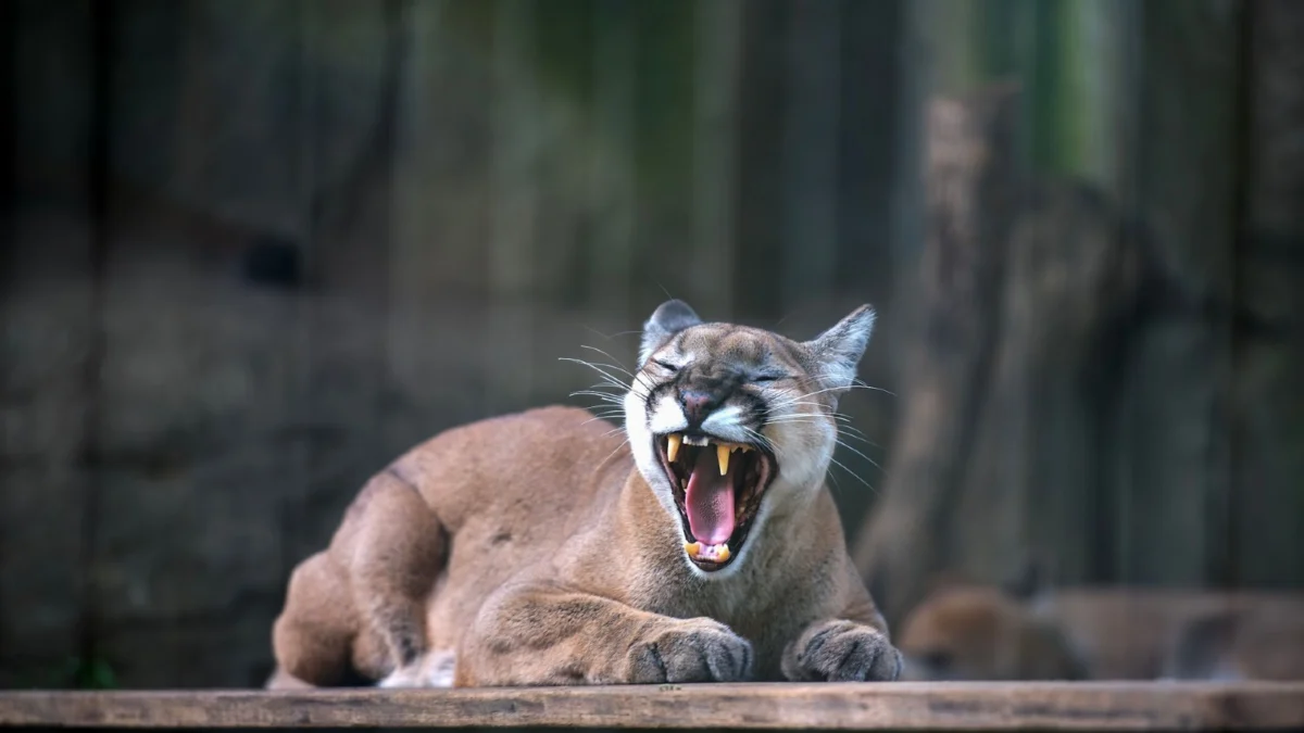 Terror on the Rooftop: California Resident’s Close Encounter with a Mountain Lion Sparks Regional Concern