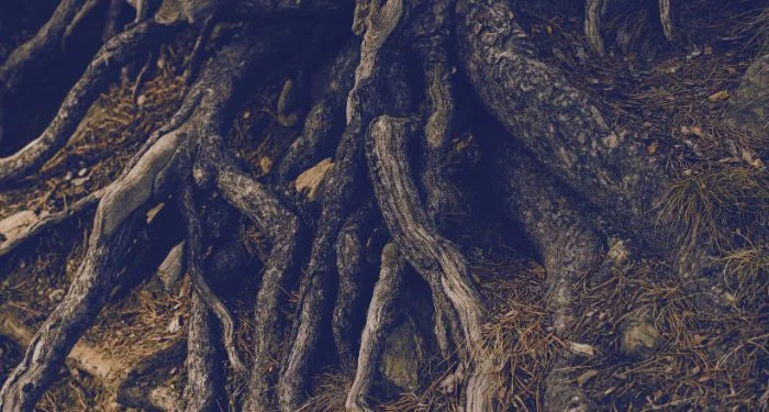The Archive of the Self: How Generational Sagas Sparked a Genealogical Awakening