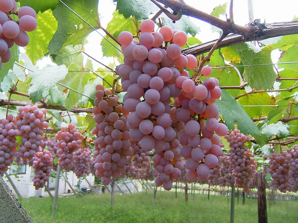 The Hidden Orchard: A Deep Dive into Mie Prefecture’s Fruit-Picking Culture