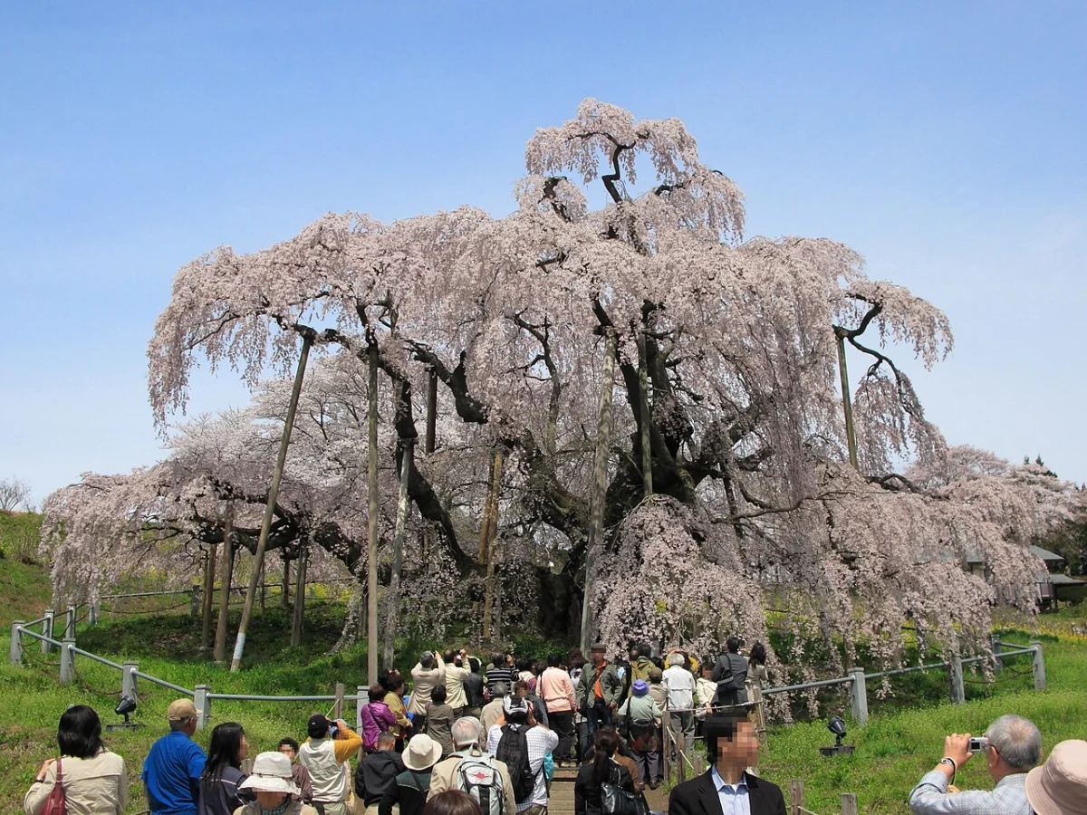 The Millennium Sentinel: A Guide to Japan’s Miharu Takizakura