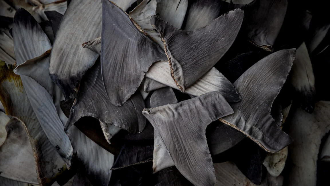 The Silent Slaughter: US Faces Pressure to Sanction China Over Industrial-Scale Shark Finning