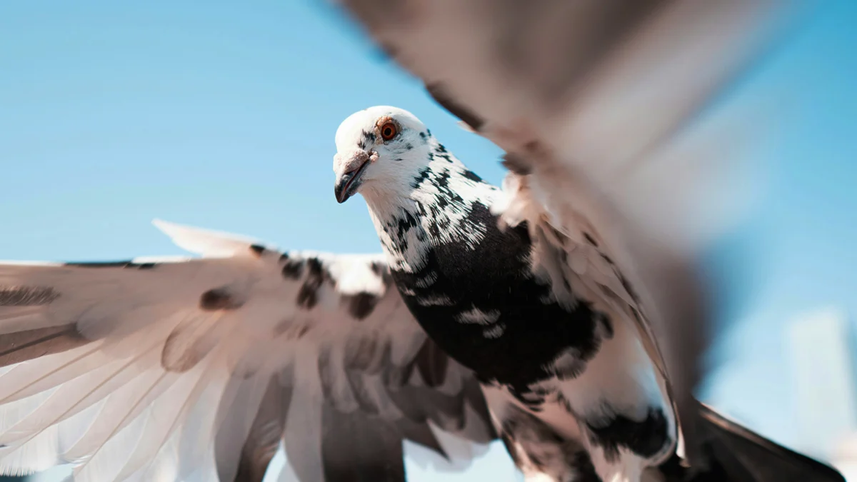 The Urban Observer: Why City Birds Are More Wary of Women Than Men