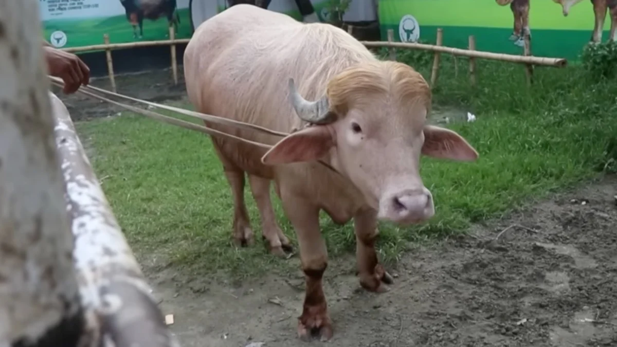 The Viral Sensation: How a Rare Albino Buffalo Named ‘Donald Trump’ Captivated Bangladesh