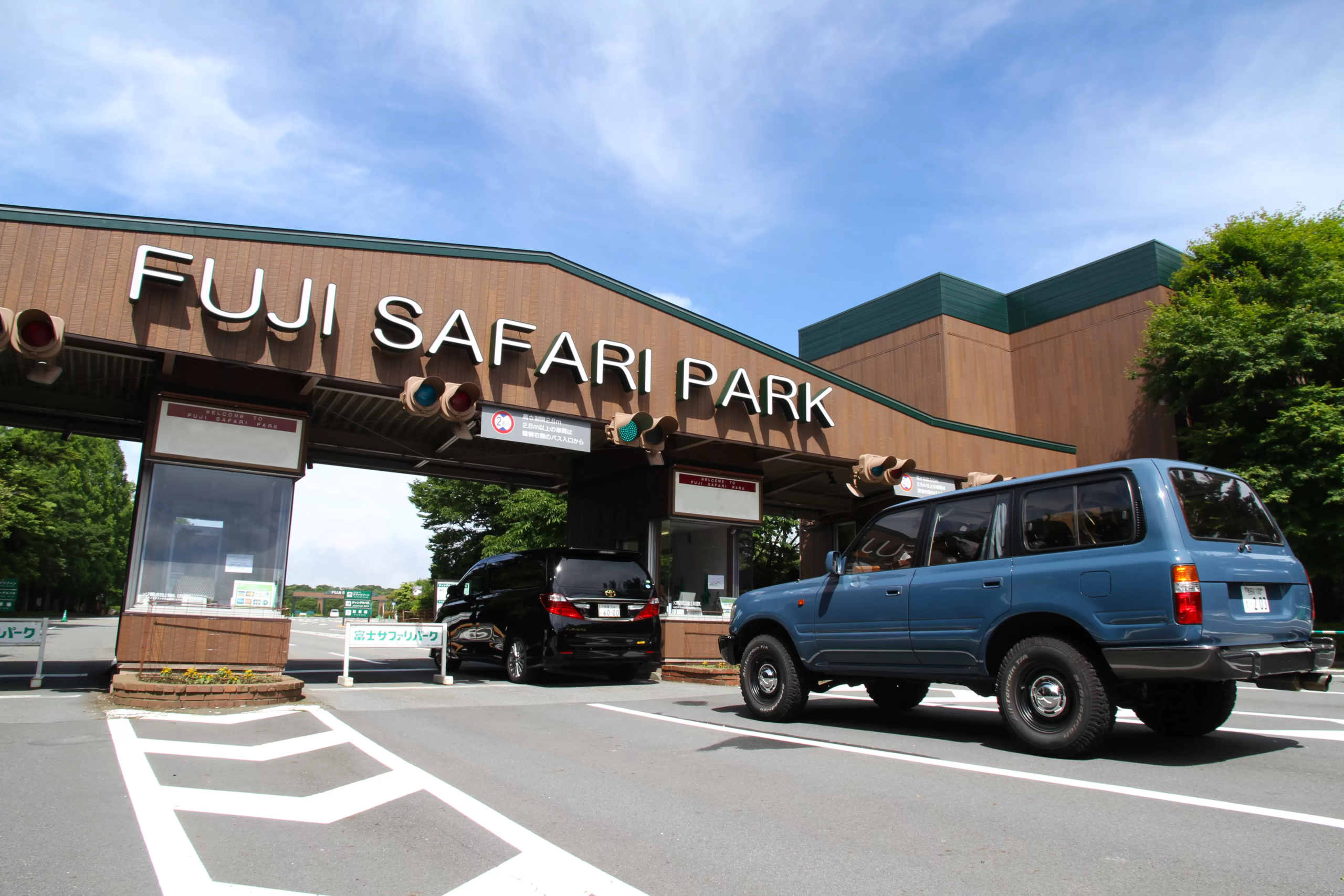 A Rare Addition: Golden Takins Find a New Home at Fuji Safari Park