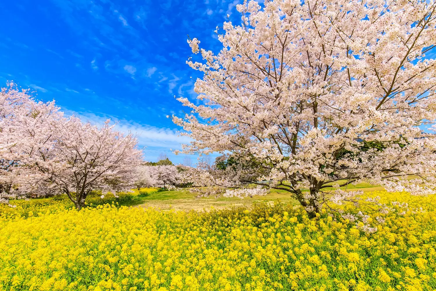A Traveler’s Guide to the Climate of Nagasaki: Navigating the Seasons of Kyushu’s Port City