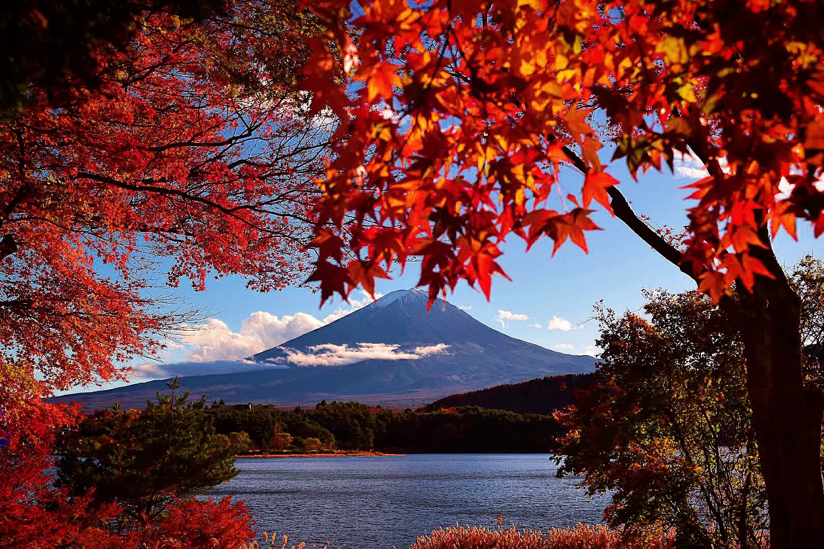 Autumnal Splendor: A Comprehensive Guide to Visiting Mt. Fuji and the Five Lakes in 2026