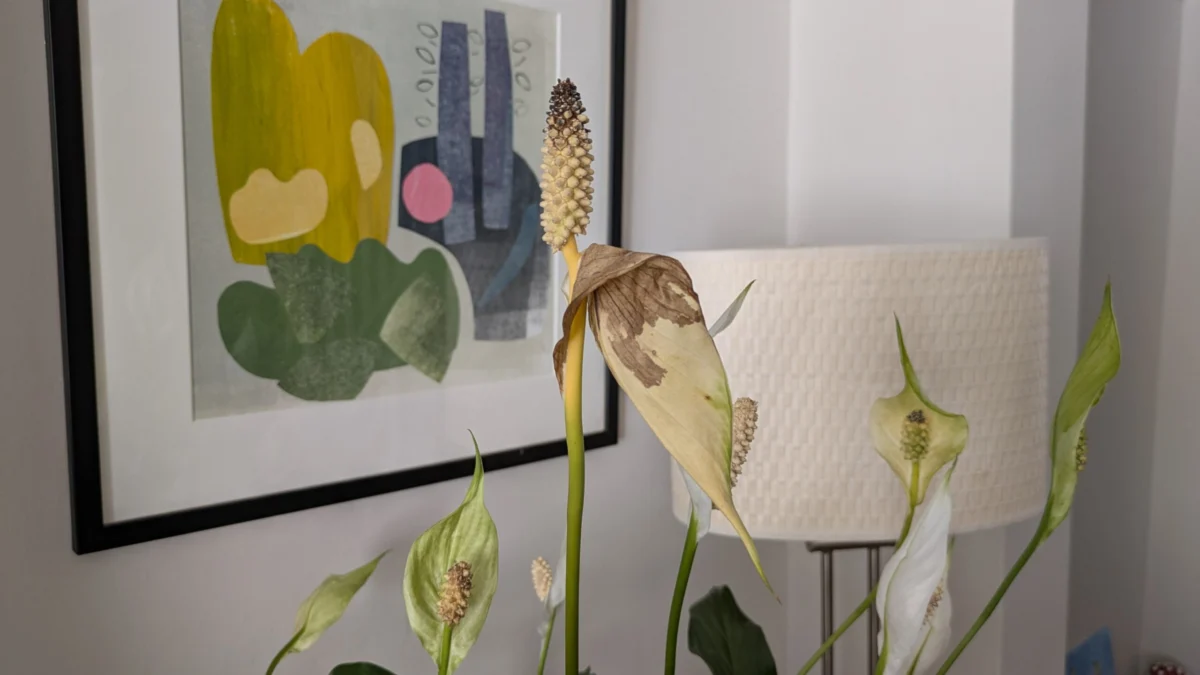 Decoding the Peace Lily: Why Your Prized Plant’s Blooms Turn Brown and How to Restore Its Vitality