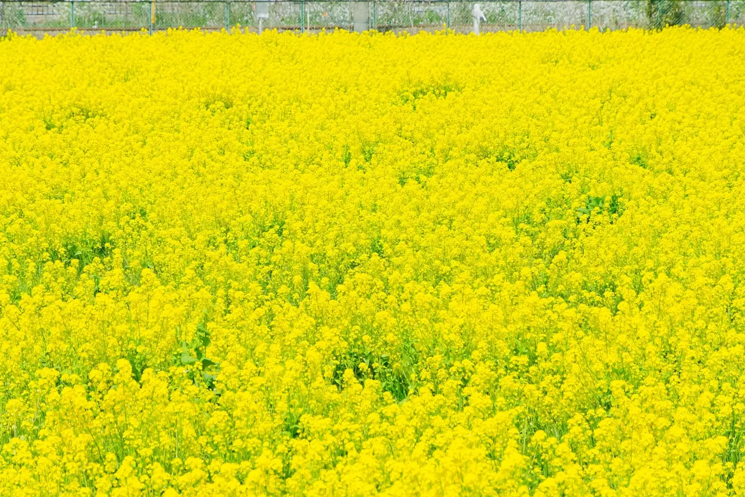 Discover Itoshima: The Ultimate Guide to Fukuoka’s Coastal Paradise