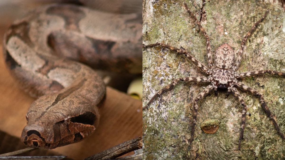 Double Trouble: Australian Snake Catcher Stumbles Upon Unexpected Eight-Legged Surprise During Routine Call
