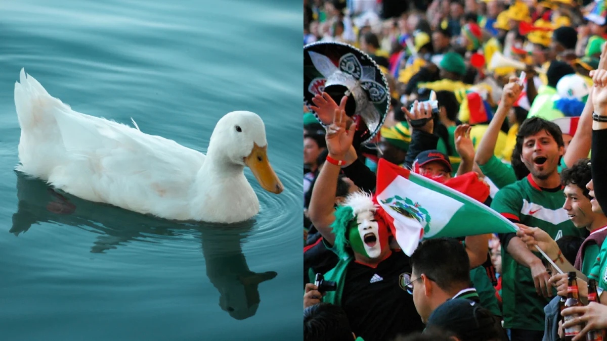 Feathered Fanatic: The Duck That Captured the Heart of the World Cup