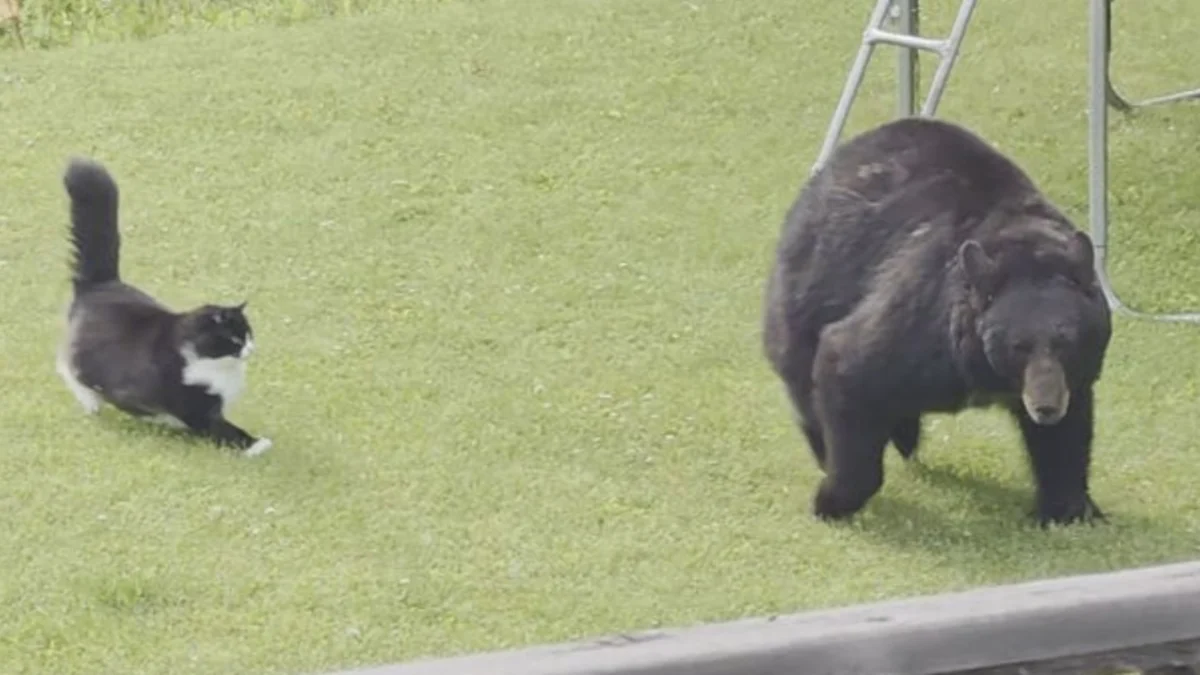 Feline Ferocity: Small House Cat Stares Down Black Bear in Viral Show of Territorial Valor