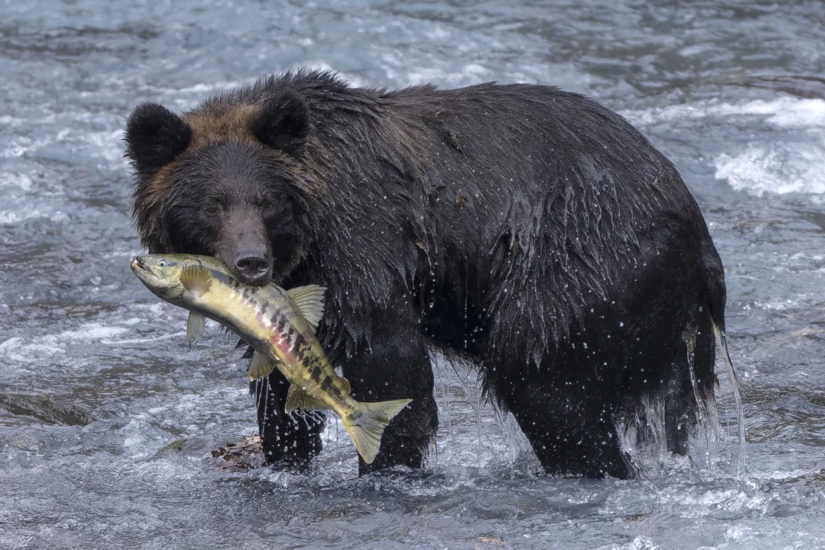 From Pest to Platter: The Complex Reality of Japan’s Bear Meat Dilemma