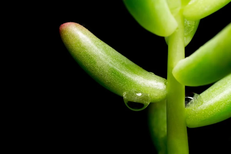 Grand Theft Arbor: The High-Stakes World of Rare Plant Crime in Japan