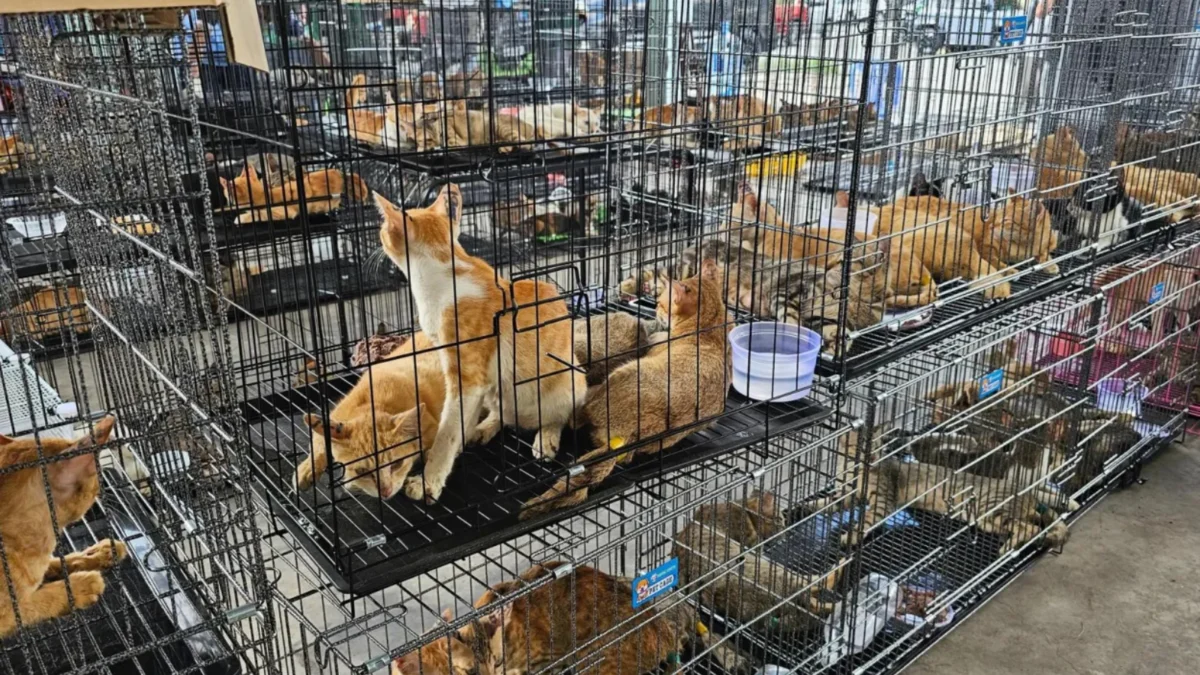 Justice for the Stolen: Vietnam’s Historic Crackdown on Illegal Cat Meat Trade