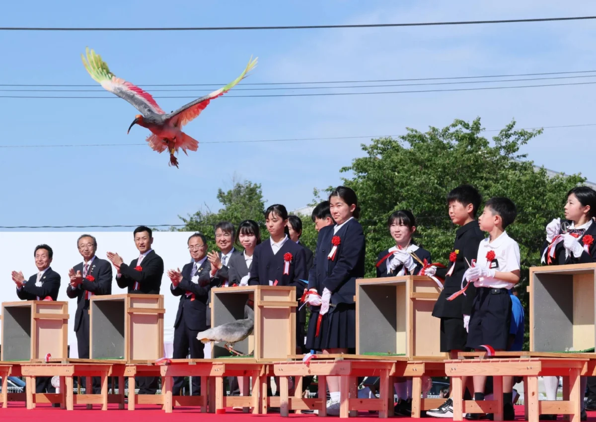 Restoration of a National Treasure: Ishikawa Continues Crested Ibis Reintroduction Efforts