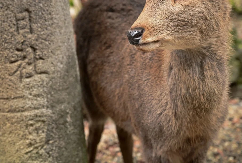 The Academic Unconventional: How a Newborn Deer "Enrolled" at Nara Prefectural University