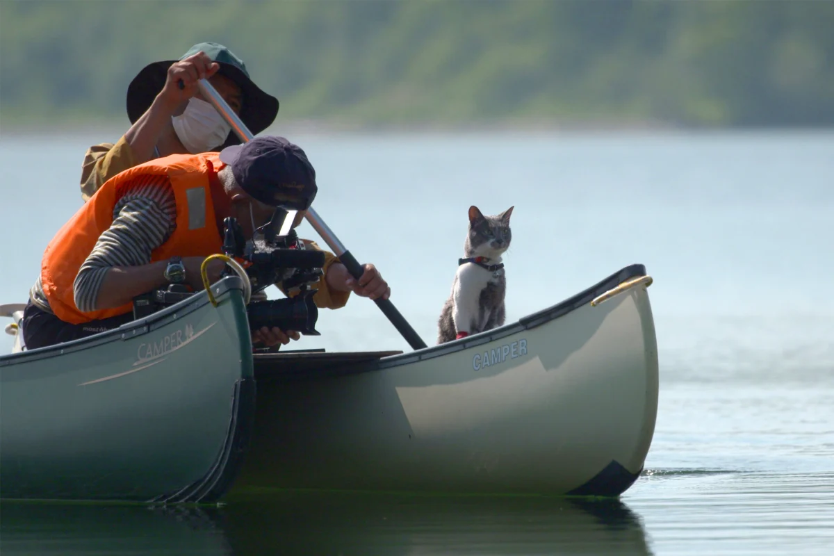 The Feline Whisperer: How Mitsuaki Iwago Redefined Wildlife Photography