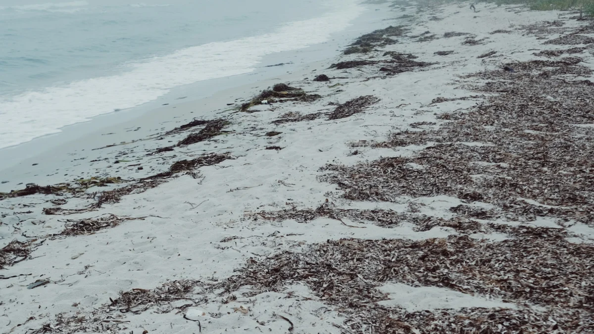 The Great Atlantic Sargassum Belt: A Growing Ecological and Public Health Challenge