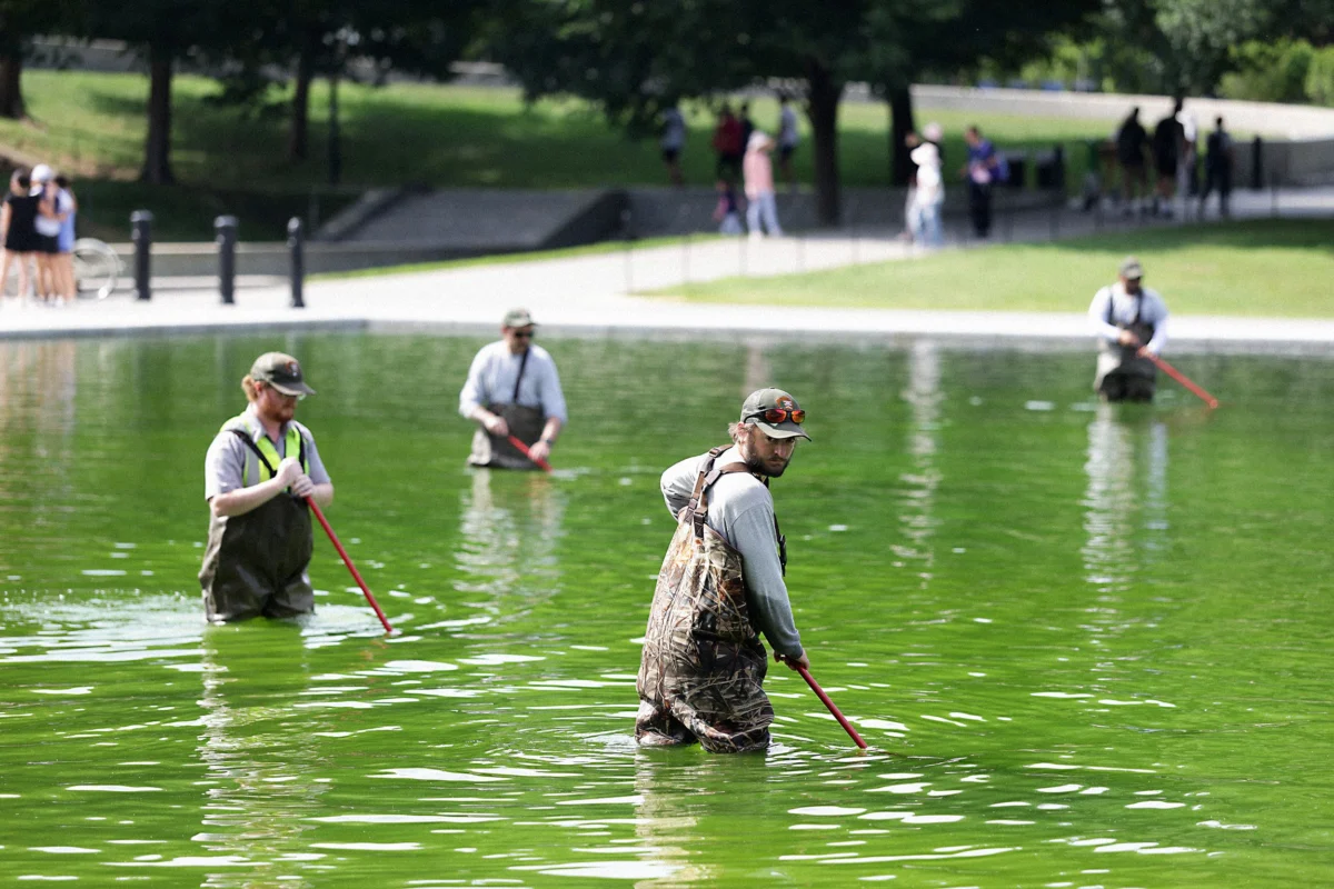 The Green Reflection: Washington’s Struggle to Clean the Lincoln Memorial Reflecting Pool