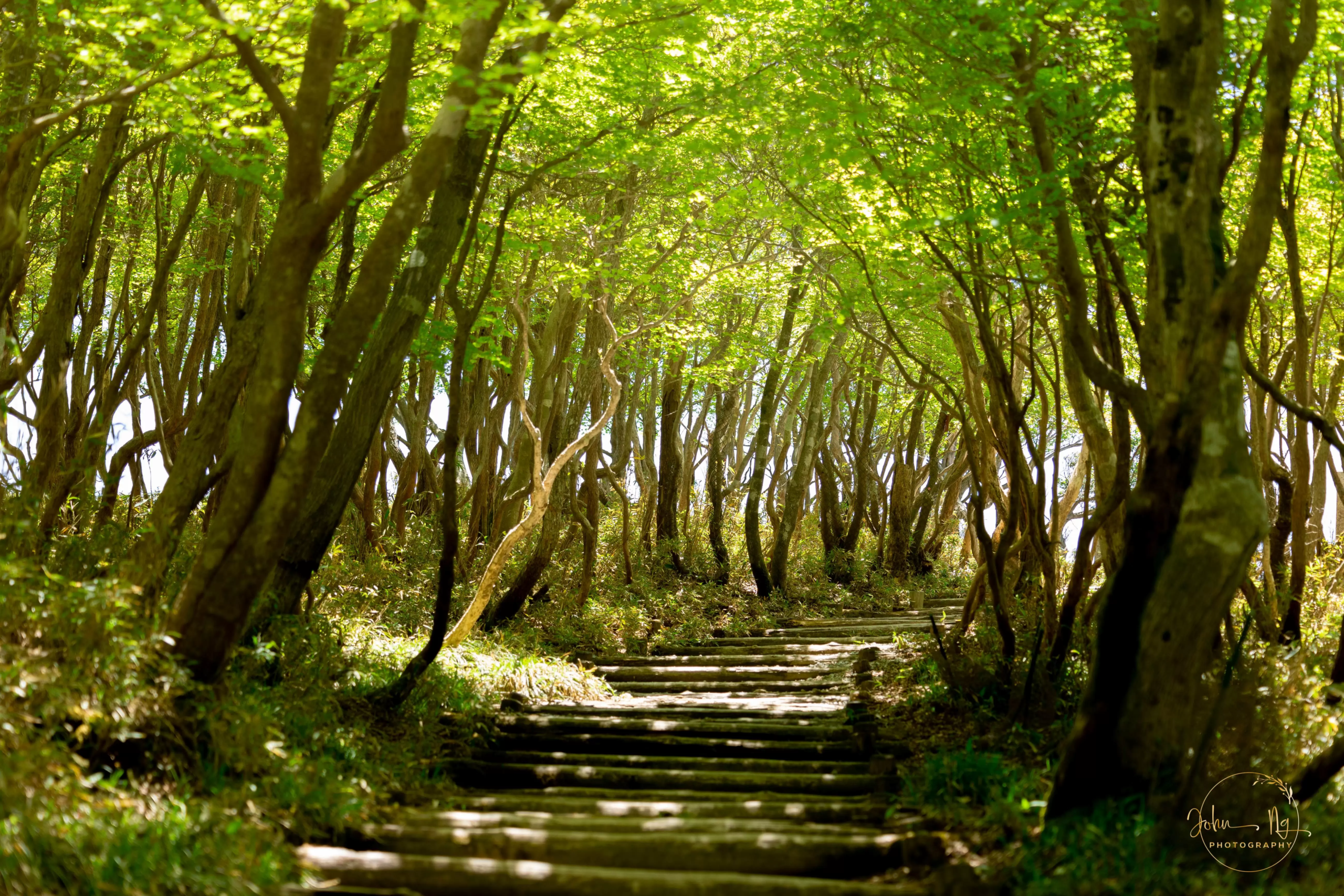 The Heights of Serenity: A Comprehensive Guide to Mt. Gozaisho and the Historic Yunoyama Onsen