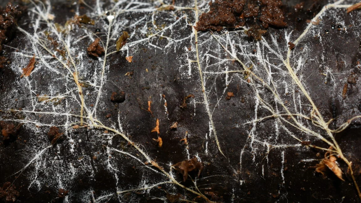 The Hidden Climate Engine: Why Earth’s Underground Fungal Networks Are Our Most Neglected Ally