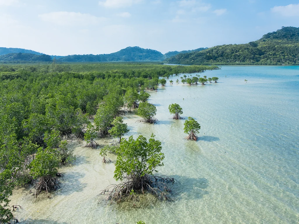 The Last Frontier of the Rising Sun: An In-Depth Guide to the Yaeyama Islands
