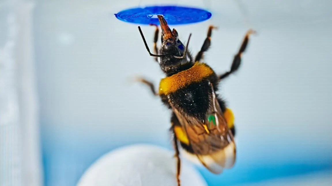 The Minds of the Miniature: Bumblebees Demonstrate Spontaneous Problem-Solving Abilities