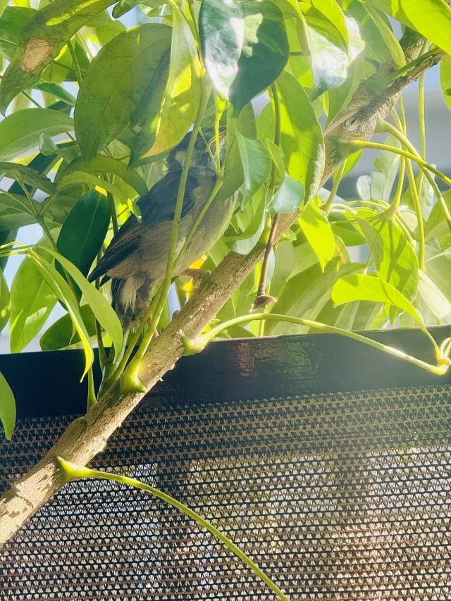 The Plastic Predator Paradox: One Man’s War on Balcony Pigeons Backfires Spectactularly