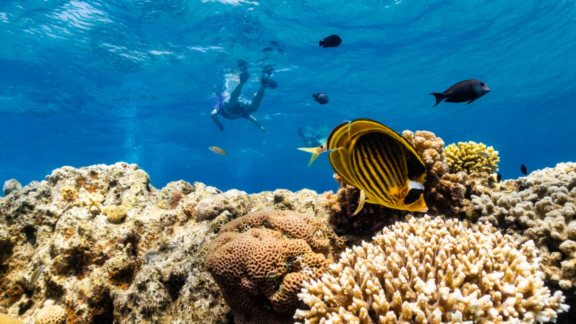 The Race to Save the Reefs: Searching for Nature’s "Super Corals" in a Warming Ocean