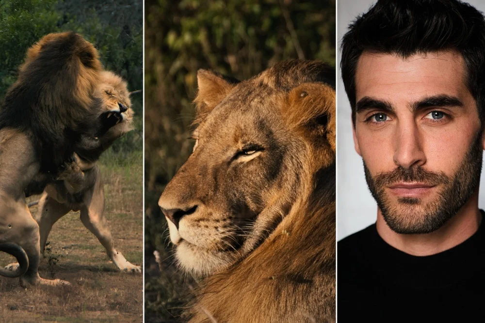 The Wild Goes Vertical: FlareFlow and Bomanbridge Media Announce Landmark Wildlife Series "Mapogo: The Lion Throne"
