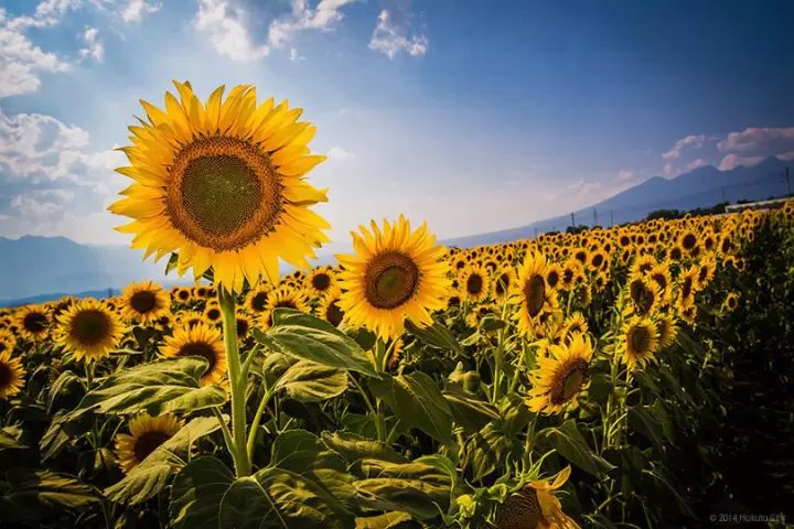 A Golden Horizon: Experiencing the 2026 Hokuto City Akeno Sunflower Festival