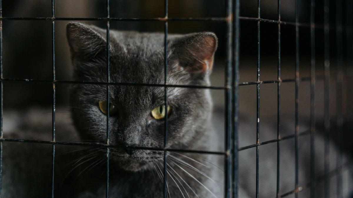 A Tragic Descent: Inside the Martin County Extreme Animal Hoarding Crisis