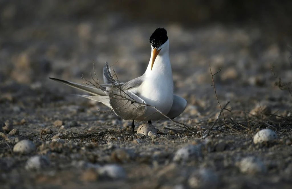 Australia’s Last Bastion Falls: H5 Bird Flu Detected in Resident Seabird