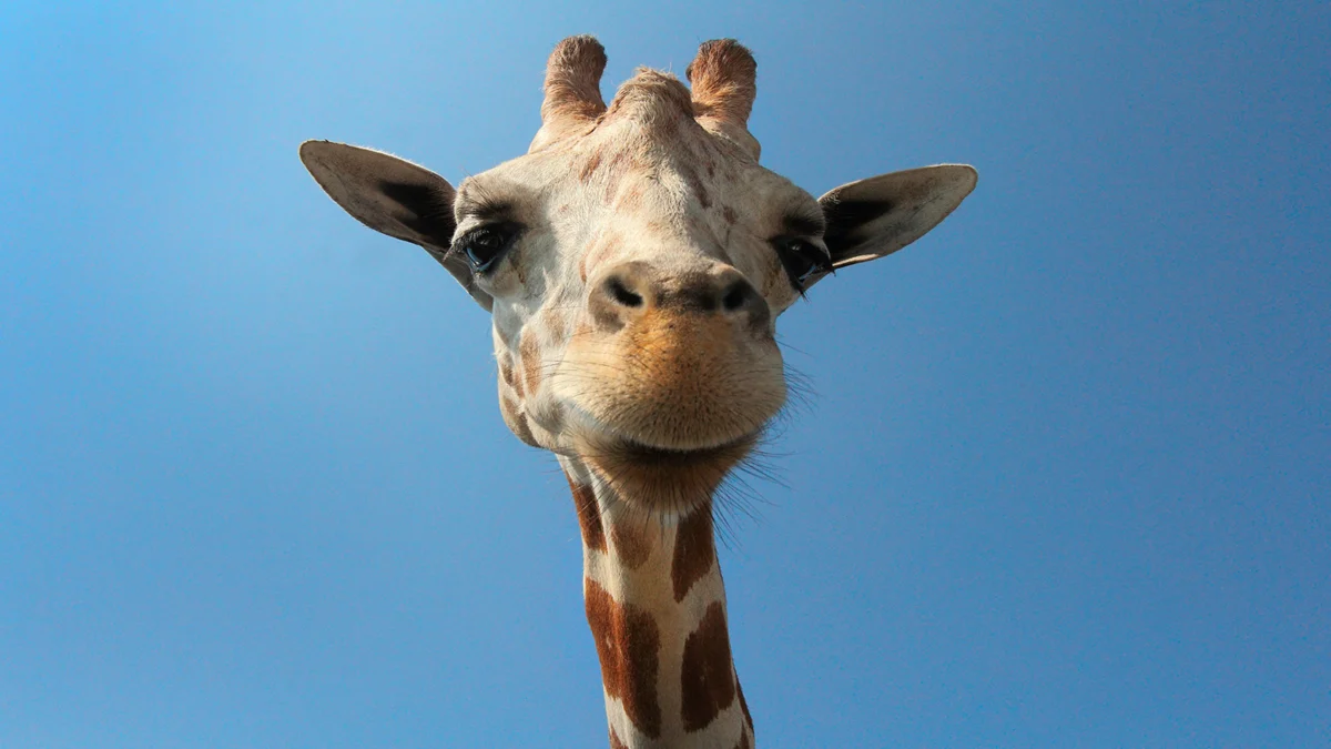 Beyond the Savannah: Giraffes Demonstrate Numerical Competence in Groundbreaking Study