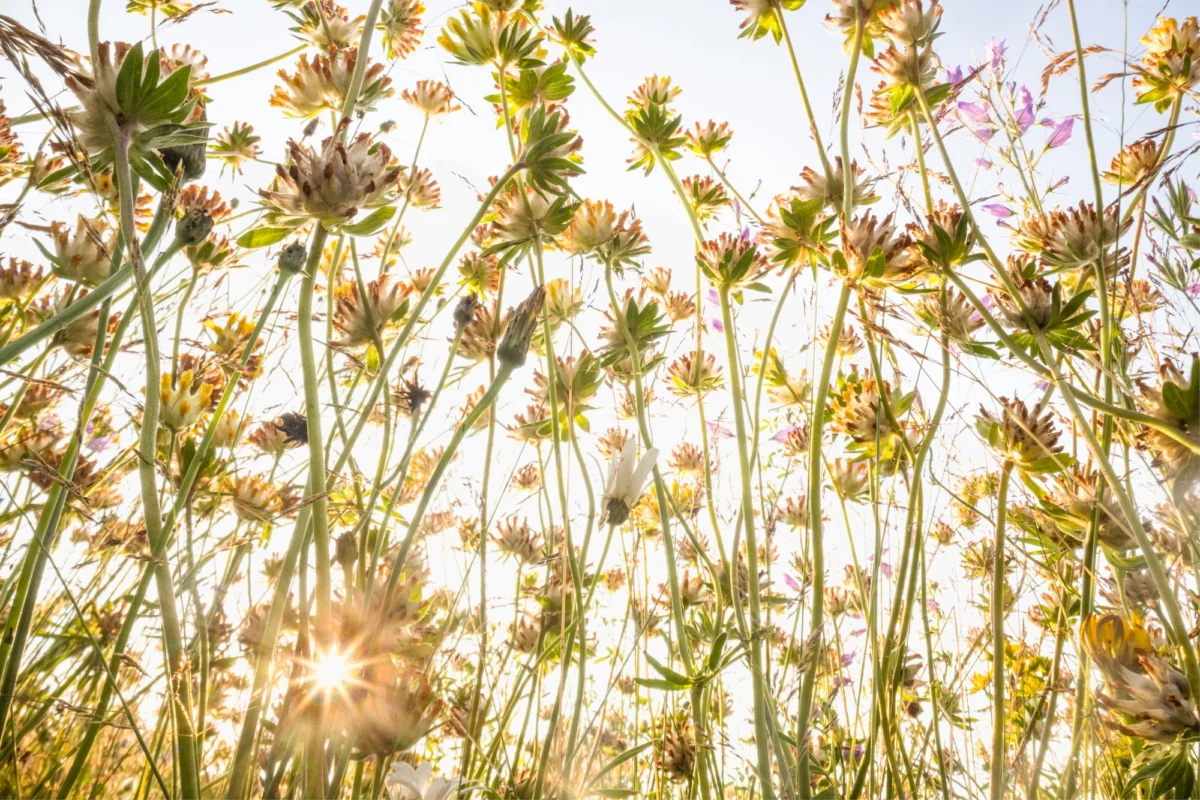 Into the Micro-Forest: Reimagining Nature Through the Lens of Theo Bosboom