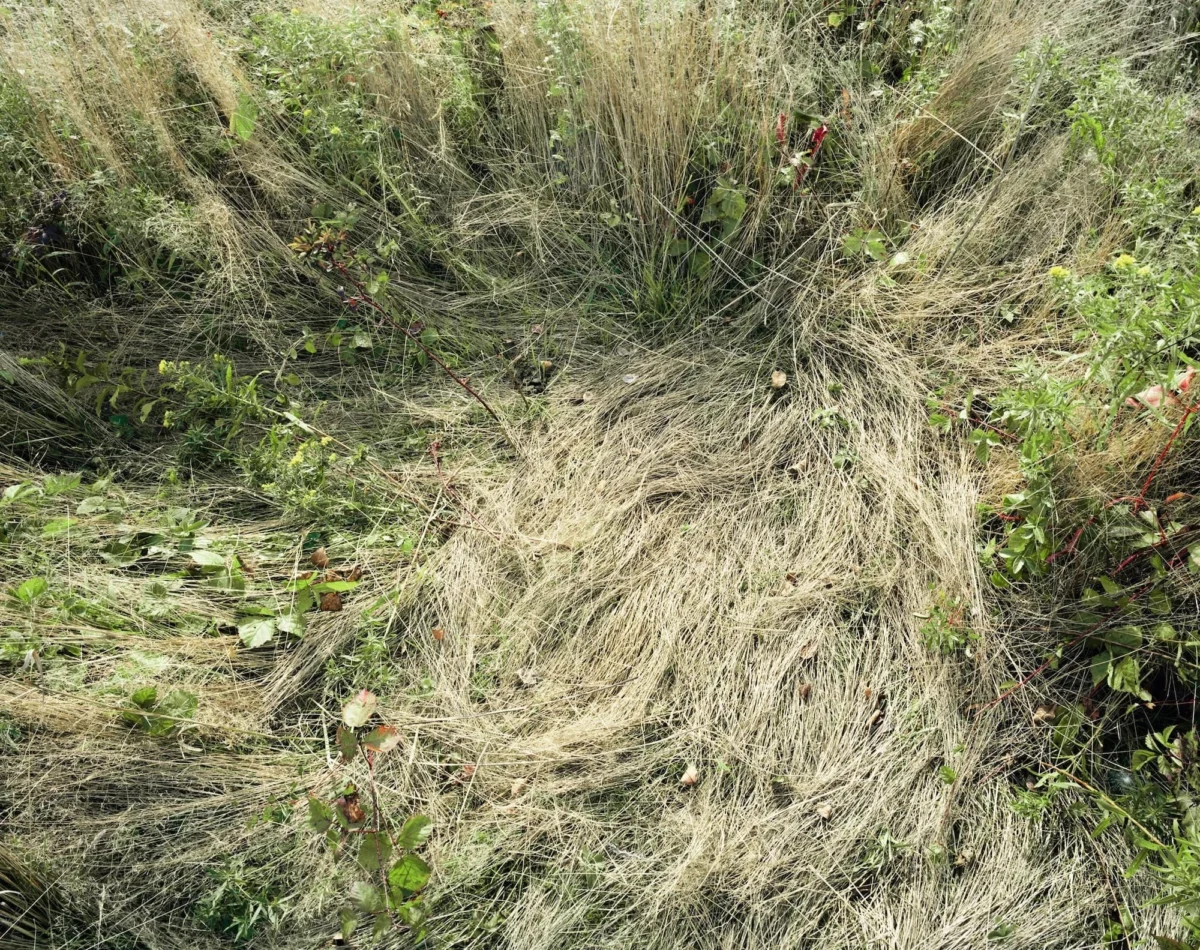 The Absent Presence: Katherine Wolkoff’s Poetic Documentation of the Natural World