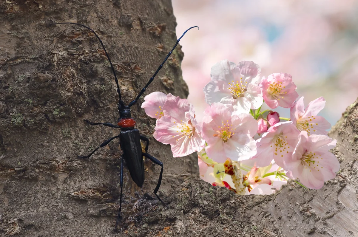 The Battle for Japan’s Cherry Trees: Combating the Invasive Red-Necked Longhorn Beetle