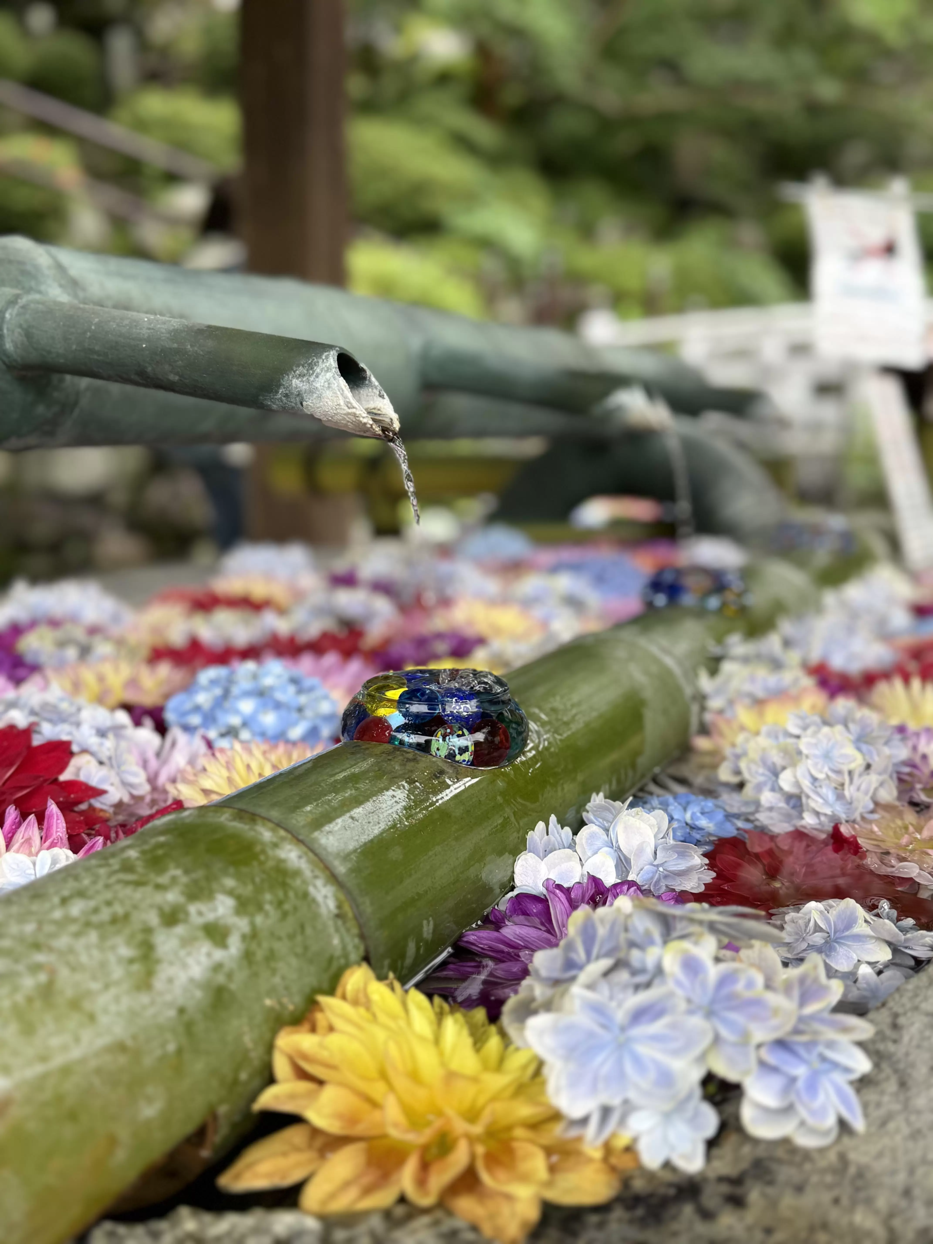 The Floral Renaissance: Exploring Nara’s Sacred Temples Through the Lens of Hydrangea Season