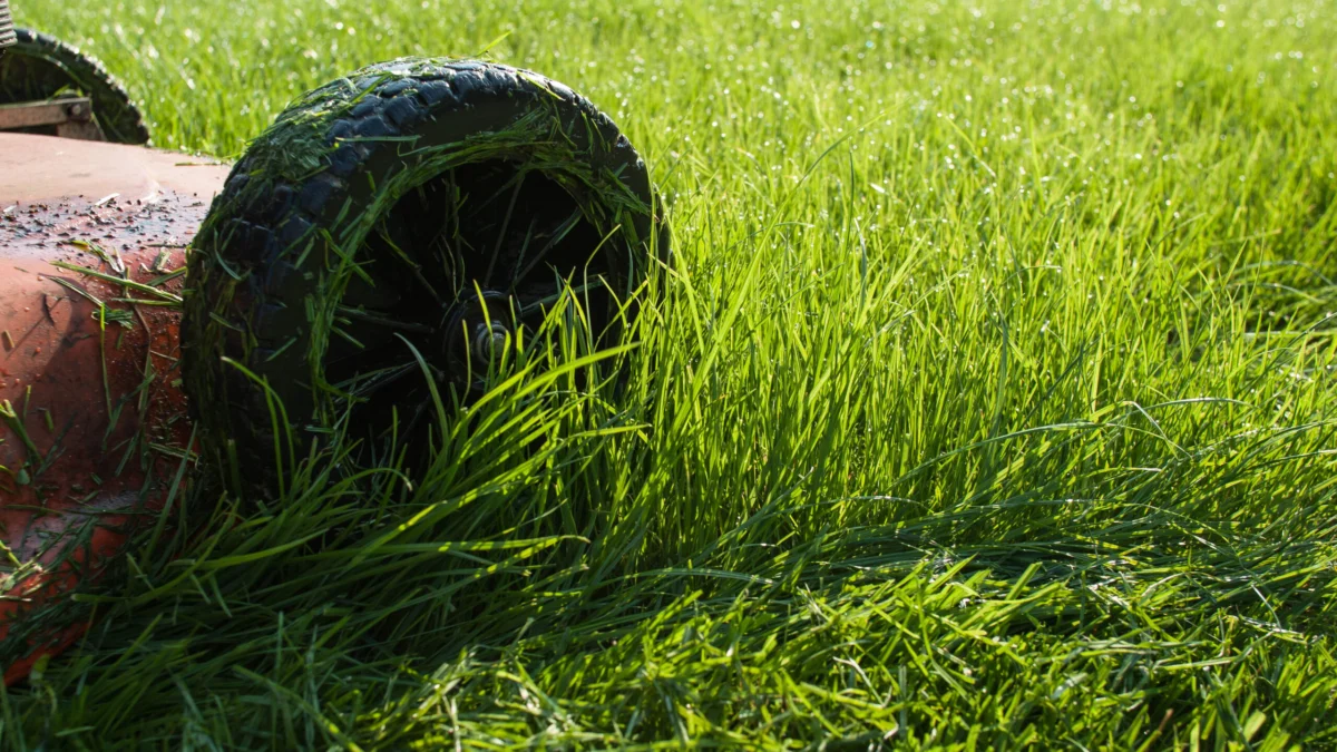 The Silent Destroyer: Why Cutting Wet Grass Is Sabotaging Your Lawn and Mower