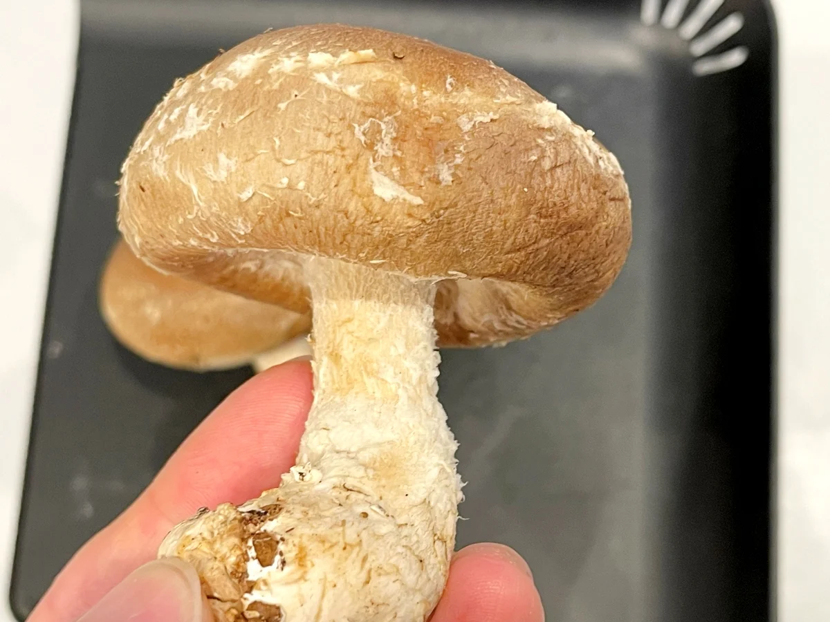 The Umami Hack: How a Manga-Inspired Cooking Method Turns Shiitake Into "Meat"
